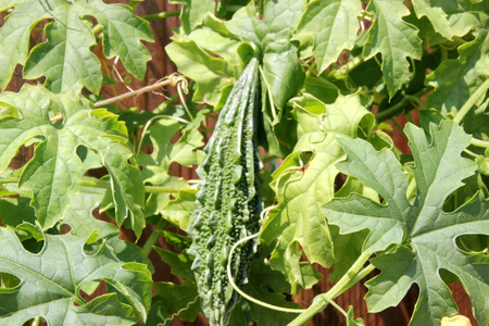 Momordica charantia, Indian bitter gourd, Indian bitter melon, Vine with tendrils, palmately lobed leaves, yellow flowers and elongated pepo fruit with angular tubercles on surface, vegetable cropの写真素材