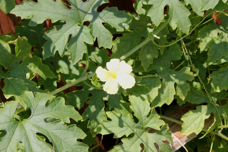 Momordica charantia, Indian bitter gourd, Indian bitter melon, Vine with tendrils, palmately lobed leaves, yellow flowers and elongated pepo fruit with angular tubercles on surface, vegetable cropの写真素材