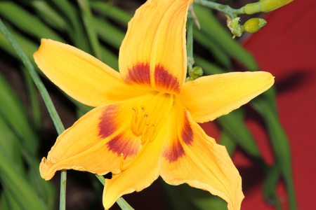 Hemerocallis Bonanza, Bonanza Daylily, perennial tuft forming herb with linear leaves and canary-yellow flowers with deep red throats, all-time favorite bi-colored cultivar for perennial gardensの写真素材