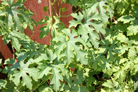 Momordica charantia, Indian bitter gourd, Indian bitter melon, Vine with tendrils, palmately lobed leaves, yellow flowers and elongated pepo fruit with angular tubercles on surface, vegetable cropの写真素材