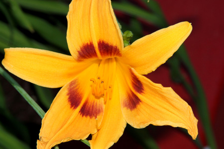 Hemerocallis Bonanza, Bonanza Daylily, perennial tuft forming herb with linear leaves and canary-yellow flowers with deep red throats, all-time favorite bi-colored cultivar for perennial gardensの写真素材