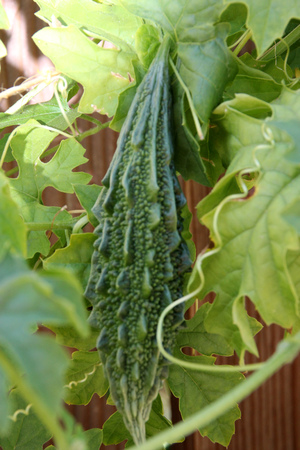 Momordica charantia, Indian bitter gourd, Indian bitter melon, Vine with tendrils, palmately lobed leaves, yellow flowers and elongated pepo fruit with angular tubercles on surface, vegetable cropの写真素材