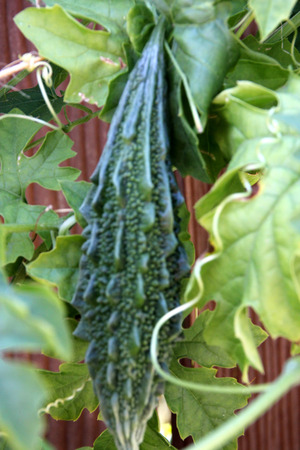 Momordica charantia, Indian bitter gourd, Indian bitter melon, Vine with tendrils, palmately lobed leaves, yellow flowers and elongated pepo fruit with angular tubercles on surface, vegetable cropの写真素材