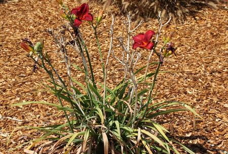 Hemerocallis Ruby Stella, herbaceous perennial with a cluster of ruby red trumpet shaped flowers carried on a long stalk.の写真素材