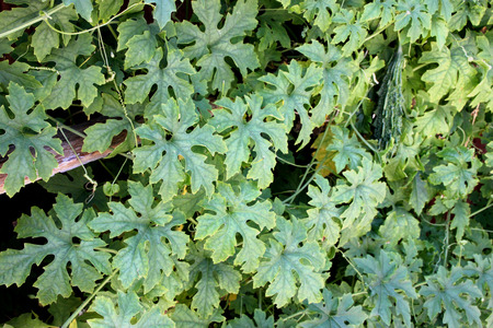 Momordica charantia, Indian bitter gourd, Indian bitter melon, Vine with tendrils, palmately lobed leaves, yellow flowers and elongated pepo fruit with angular tubercles on surface, vegetable cropの写真素材