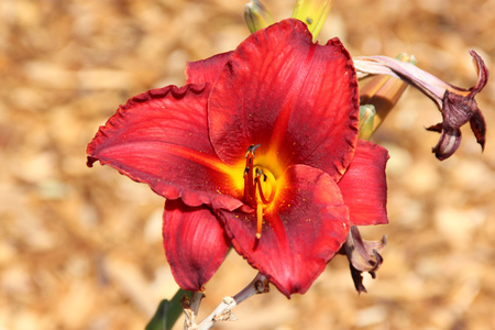 Hemerocallis Ruby Stella, herbaceous perennial with a cluster of ruby red trumpet shaped flowers carried on a long stalk.の写真素材