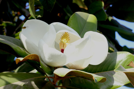Magnolia grandiflora, Southern Magnolia, Bull Bay, beautiful evergreen tree thick large green leaves, brownish beneath and large white fragrant flowers up to 30 cm in diameterの写真素材