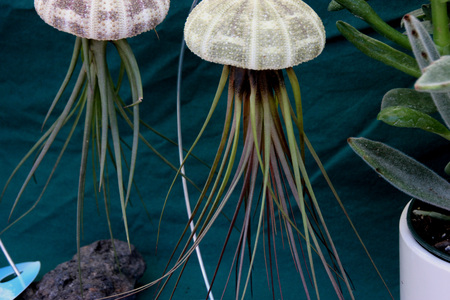 Air Plant Tillandsia and sea urchin combination, mimic jellyfish used as live decoration suspended from a fishing lineの写真素材