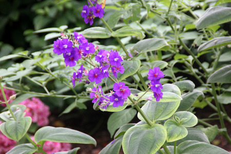 Tibouchina heteromalla, Silver leafed Princess Flower, evergreen shrub with velvety elliptic leaves and purple flowers.の写真素材