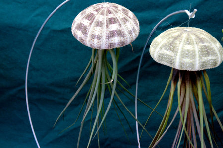 Air Plant Tillandsia and sea urchin combination, mimic jellyfish used as live decoration suspended from a fishing lineの写真素材