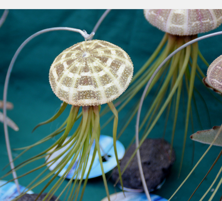 Air Plant Tillandsia and sea urchin combination, mimic jellyfish used as live decoration suspended from a fishing lineの写真素材