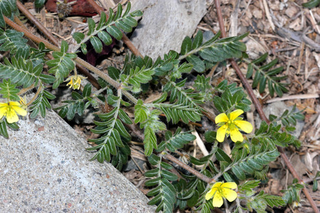 Tribulus terrestris, caltrop, puncture vine, prostrate herb with pinnate compound leaves, yellow flowers and hard fruit with four sharp spinesの写真素材
