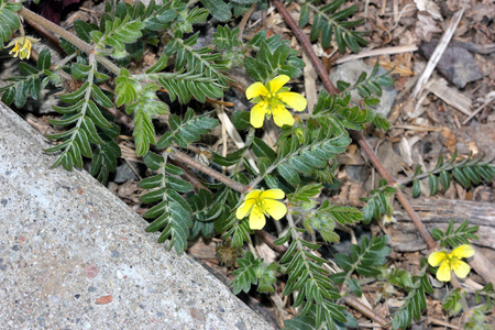 Tribulus terrestris, caltrop, puncture vine, prostrate herb with pinnate compound leaves, yellow flowers and hard fruit with four sharp spinesの写真素材