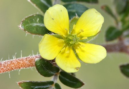 Tribulus terrestris, caltrop, puncture vine, prostrate herb with pinnate compound leaves, yellow flowers and hard fruit with four sharp spinesの写真素材