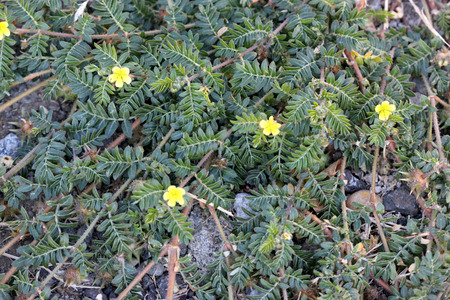Tribulus terrestris, caltrop, puncture vine, prostrate herb with pinnate compound leaves, yellow flowers and hard fruit with four sharp spinesの写真素材