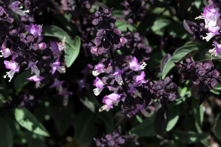 Thai Basil, Ocimum basilicum var. thyrsiflora, with dark green spear like leaves, purple stems and bracts and pink purple flowersの写真素材