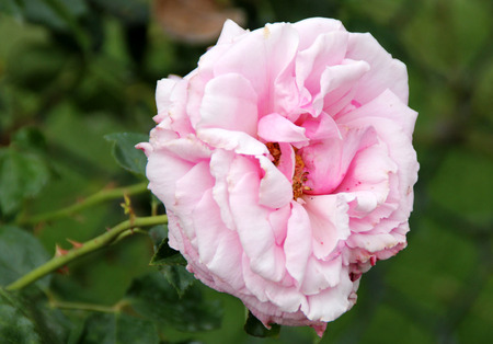 Rosa Aloha, Rambling Hybrid Tea Rose with clusters of fragrant cup shaped double coral pink flowers slightly darker on the backの写真素材
