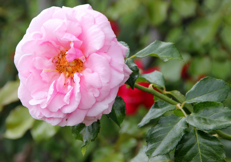 Rosa Aloha, Rambling Hybrid Tea Rose with clusters of fragrant cup shaped double coral pink flowers slightly darker on the backの写真素材