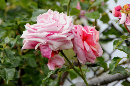 Rosa Aloha, Rambling Hybrid Tea Rose with clusters of fragrant cup shaped double coral pink flowers slightly darker on the backの写真素材