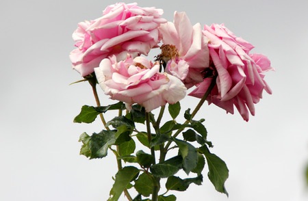 Rosa Aloha, Rambling Hybrid Tea Rose with clusters of fragrant cup shaped double coral pink flowers slightly darker on the backの写真素材