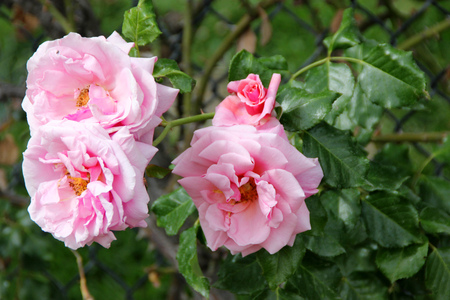 Rosa Aloha, Rambling Hybrid Tea Rose with clusters of fragrant cup shaped double coral pink flowers slightly darker on the backの写真素材