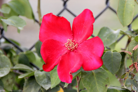 Rosa Altissimo, large flowered climbing rose with brilliant bright blood-red single-petalled slightly fragrant flowers, excellent for walls and fencesの写真素材