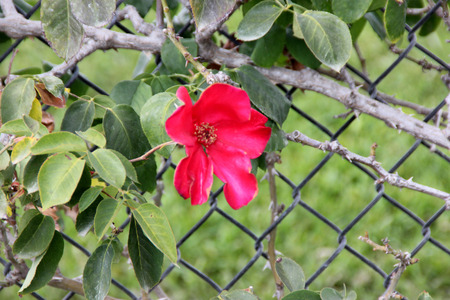 Rosa Altissimo, large flowered climbing rose with brilliant bright blood-red single-petalled slightly fragrant flowers, excellent for walls and fencesの写真素材