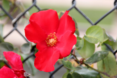 Rosa Altissimo, large flowered climbing rose with brilliant bright blood-red single-petalled slightly fragrant flowers, excellent for walls and fencesの写真素材
