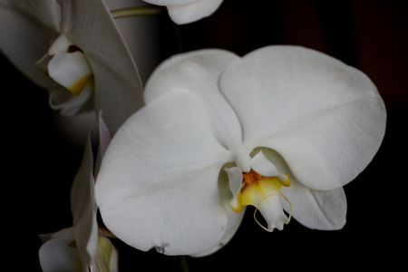 Phalaenopsis Aphrodite orchid flower, popular ornamental orchid with several long lasting white flowers on long stalk with darkly marked yellow lip with whiskersの写真素材