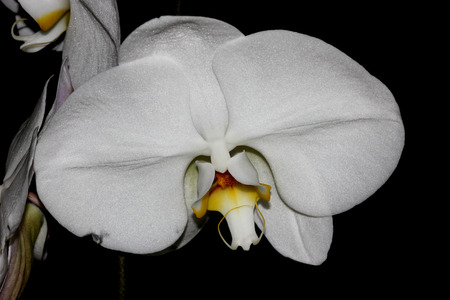 Phalaenopsis Aphrodite orchid flower, popular ornamental orchid with several long lasting white flowers on long stalk with darkly marked yellow lip with whiskersの写真素材