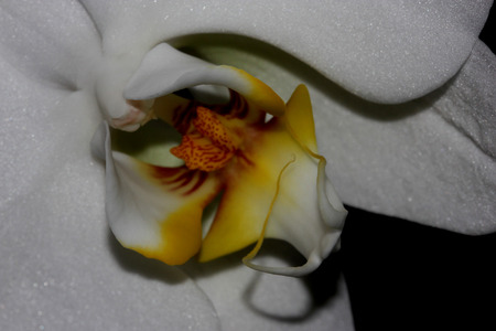 Phalaenopsis Aphrodite orchid flower, popular ornamental orchid with several long lasting white flowers on long stalk with darkly marked yellow lip with whiskersの写真素材