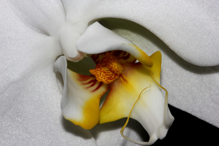 Phalaenopsis Aphrodite orchid flower, popular ornamental orchid with several long lasting white flowers on long stalk with darkly marked yellow lip with whiskersの写真素材