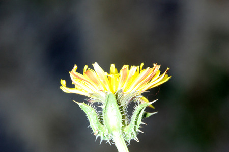 Helminthotheca echioides, bristly oxtongue , syn: Picris echioides, spreading herb with bristly leaves and yellow ligulate heads surrounded by 3-5 large ovate-cordate bristly bractsの写真素材
