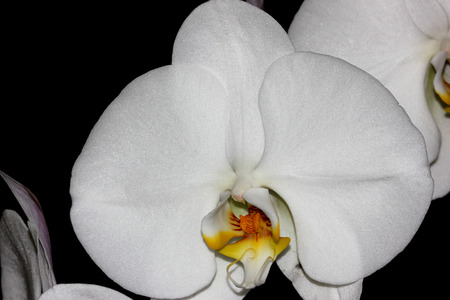 Phalaenopsis Aphrodite orchid flower, popular ornamental orchid with several long lasting white flowers on long stalk with darkly marked yellow lip with whiskersの写真素材