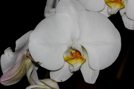 Phalaenopsis Aphrodite orchid flower, popular ornamental orchid with several long lasting white flowers on long stalk with darkly marked yellow lip with whiskersの写真素材