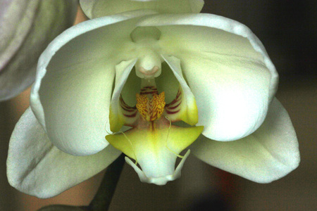 Phalaenopsis Aphrodite orchid flower showing lip portion, popular ornamental orchid with several long lasting white flowers on long stalk with darkly marked yellow lip with whiskersの写真素材