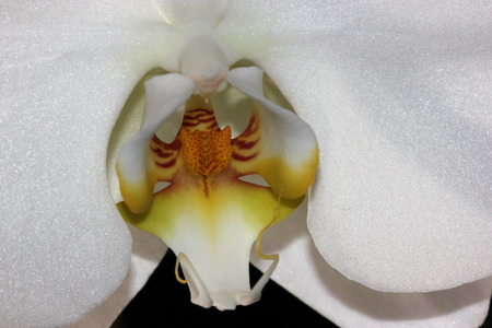 Phalaenopsis Aphrodite orchid flower showing lip portion, popular ornamental orchid with several long lasting white flowers on long stalk with darkly marked yellow lip with whiskersの写真素材