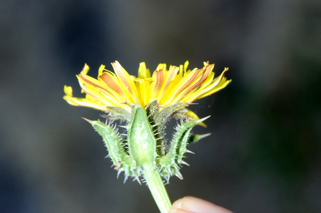 Helminthotheca echioides, bristly oxtongue , syn: Picris echioides, spreading herb with bristly leaves and yellow ligulate heads surrounded by 3-5 large ovate-cordate bristly bractsの写真素材