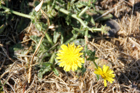 Helminthotheca echioides, bristly oxtongue , syn: Picris echioides, spreading herb with bristly leaves and yellow ligulate heads surrounded by 3-5 large ovate-cordate bristly bractsの写真素材