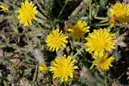 Helminthotheca echioides, bristly oxtongue , syn: Picris echioides, spreading herb with bristly leaves and yellow ligulate heads surrounded by 3-5 large ovate-cordate bristly bractsの写真素材