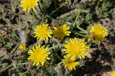 Helminthotheca echioides, bristly oxtongue , syn: Picris echioides, spreading herb with bristly leaves and yellow ligulate heads surrounded by 3-5 large ovate-cordate bristly bractsの写真素材