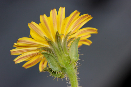 Helminthotheca echioides, bristly oxtongue , syn: Picris echioides, spreading herb with bristly leaves and yellow ligulate heads surrounded by 3-5 large ovate-cordate bristly bractsの写真素材