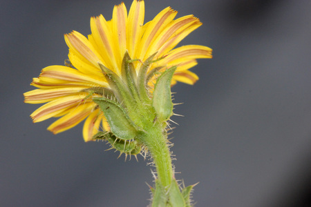 Helminthotheca echioides, bristly oxtongue , syn: Picris echioides, spreading herb with bristly leaves and yellow ligulate heads surrounded by 3-5 large ovate-cordate bristly bractsの写真素材