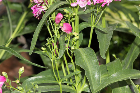 Penstemon Novapenpin, Rock Candy Pink Penstemon, small compact plant with profusion of bright pink flowers with white throat, ideal for front borders.の写真素材