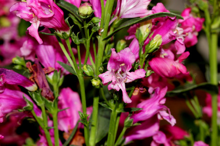 Penstemon Novapenpin, Rock Candy Pink Penstemon, small compact plant with profusion of bright pink flowers with white throat, ideal for front borders.の写真素材