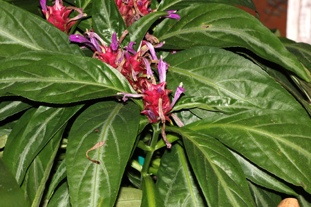 Porphyrocoma pohliana, Purple Shrimp, Justicia pohliana, beautiful plant with light green leaves with silver veins and purple flowers in apical cone like inflorescenceの写真素材