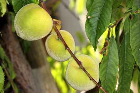 Prunus persica, Peach, deciduous tree with lanceolate leaves and drupe fruit with densely hairy skin and wrinkled stone, pulp delicious and sweetの写真素材