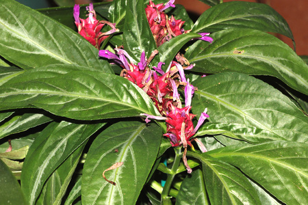 Porphyrocoma pohliana, Purple Shrimp, Justicia pohliana, beautiful plant with light green leaves with silver veins and purple flowers in apical cone like inflorescenceの写真素材