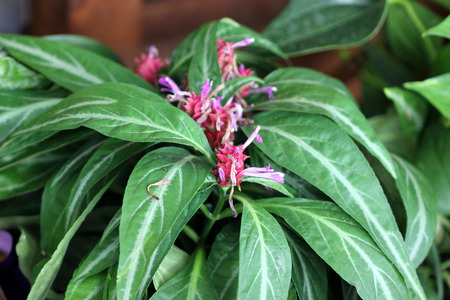 Porphyrocoma pohliana, Purple Shrimp, Justicia pohliana, beautiful plant with light green leaves with silver veins and purple flowers in apical cone like inflorescenceの写真素材