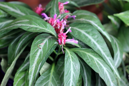 Porphyrocoma pohliana, Purple Shrimp, Justicia pohliana, beautiful plant with light green leaves with silver veins and purple flowers in apical cone like inflorescenceの写真素材